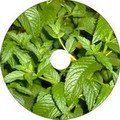 CD PARFUM MENTA